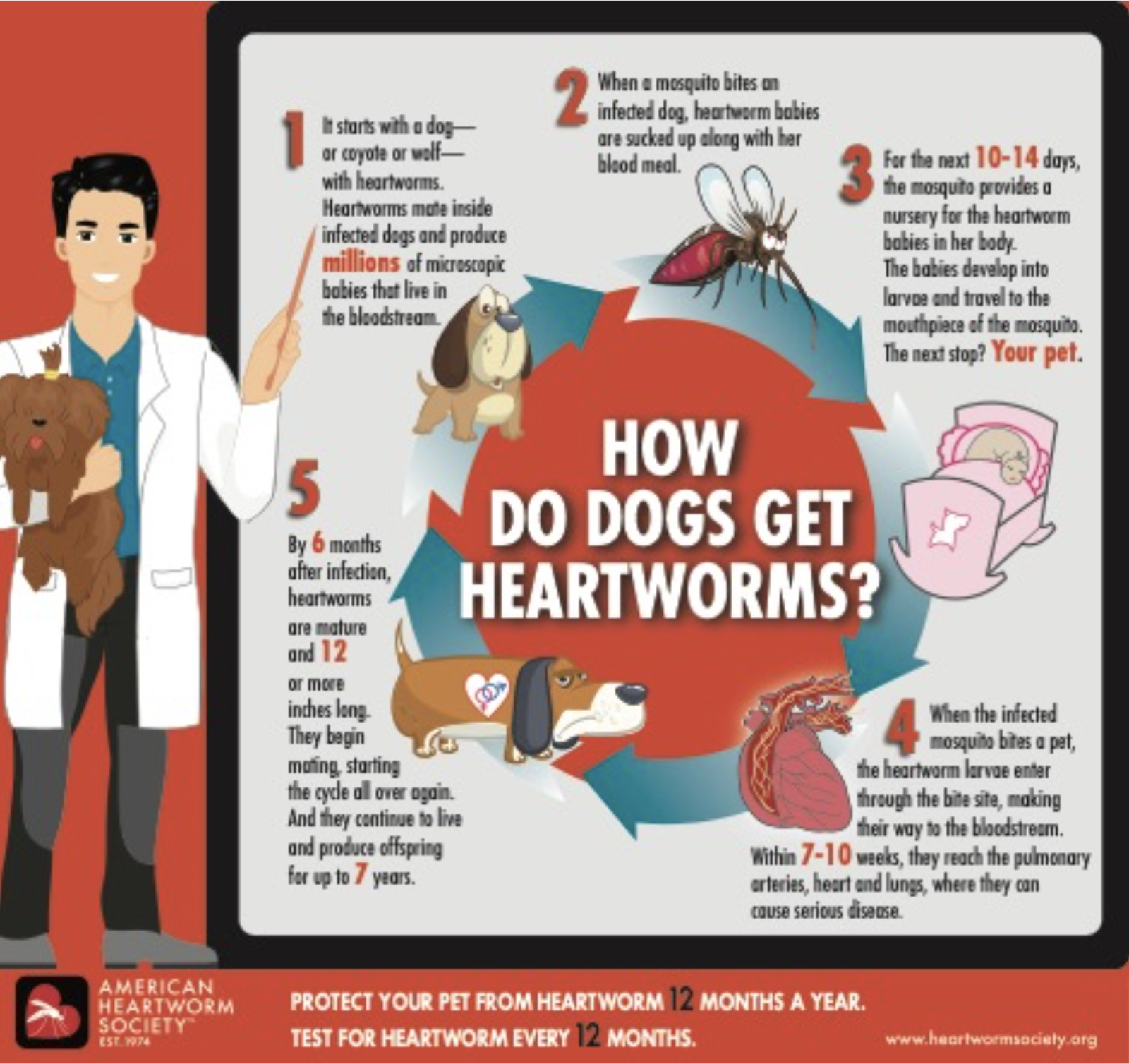 Heartworm Awareness - Dog Edition — Island Pet Urgent Care